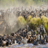 Thumb Nail Image: 2 The Great Wildebeest Migration in the Serengeti 