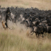 Thumb Image 1 Serengeti Wildebeest Migration