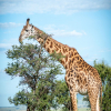 Blog post From Arusha to Serengeti - A Safari Adventure of a Lifetime Title