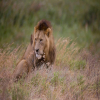 Blog post Why You Should Book Your Tanzania Safari as Early as Possible Title