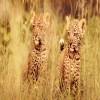 Blog post Embark on an Extraordinary Adventure: Tanzania Safaris Title