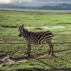 Thumb Image No: 4 7 Days Luxury Tanzania Safari