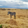 Thumb Nail Image: 3 Exploring the Wonders of Tanzania's Northern Circuit Safaris