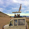 Thumb Nail Image: 3 The Ultimate Guide: Best Time to Visit Serengeti National Park