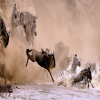 Blog post Witnessing the Spectacle of a Lifetime: The Serengeti Wildebeest Migration Title