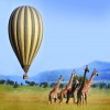 Thumb Nail Image: 3 Unleashing the Serengeti's Majesty: Embark on a Breathtaking Balloon Safari