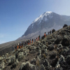 Thumb Nail Image: 4 Conquering Kilimanjaro Together: A Memorable Christmas Group Climb