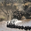 Where to See the Great Migration in September: A Complete Guide to Northern Serengeti