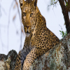 Blog post The Ultimate Guide: Best Time to Visit Serengeti National Park Title