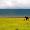 Thumb Nail Image: 2 Things You Need to Know Before Visiting Ngorongoro Conservation Area 