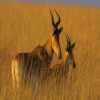 Thumb Nail Image: 6 10 Interesting Facts About Serengeti National Park