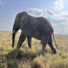 What is a Reasonable Tanzania Safari Itinerary?